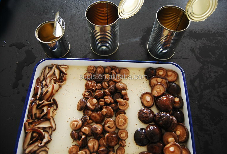 Chinese low price slice mushroom in tin 800g