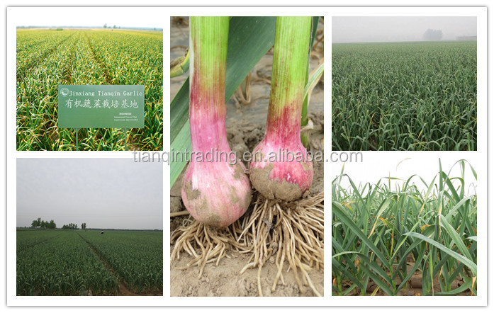 chinese normal white garlic price China Garlic/AJO/ALI/ALHO