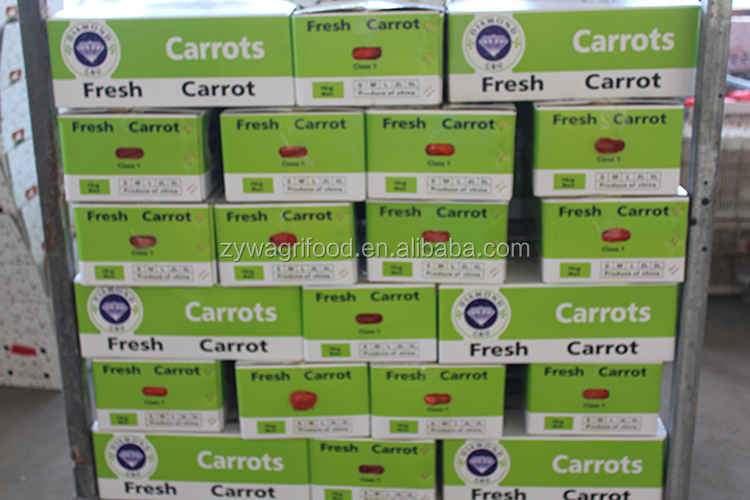 bulk carrot/carrots fresh/wholesale organic carrots