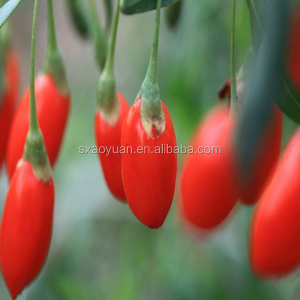 wolfberry extract/Goji berry extract/wolfberry powder
