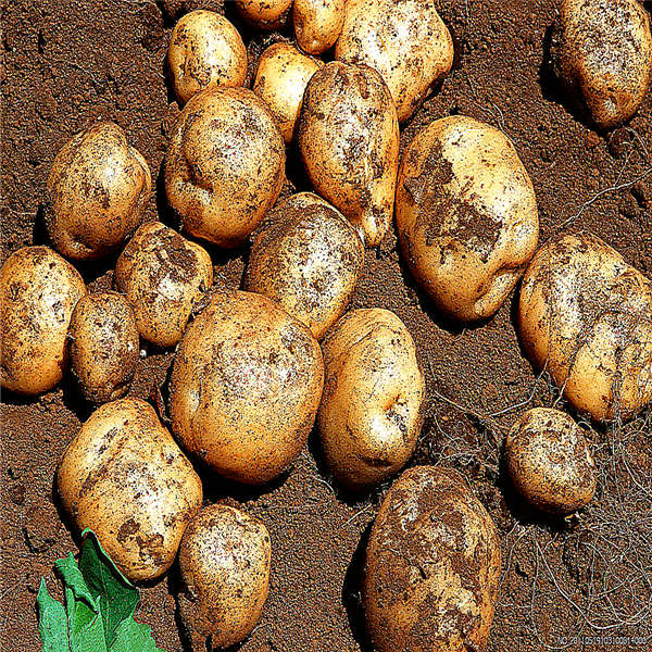 chinese fresh potatoes new corp