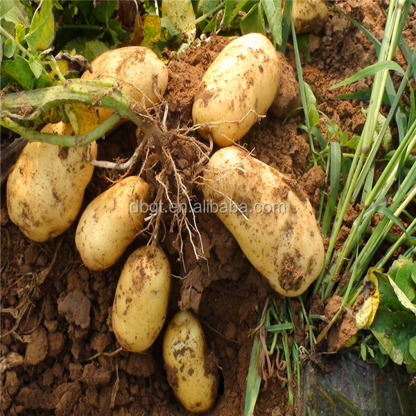 worth your choose and buy The new high quality fresh potatoes