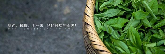 High quality chinese traditioanl gunpowder green tea
