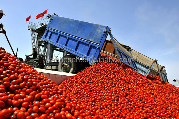 2.2kg canned tomato paste brands famous sold in dubai