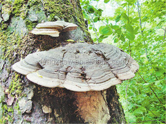 Raw material ganoderma powder