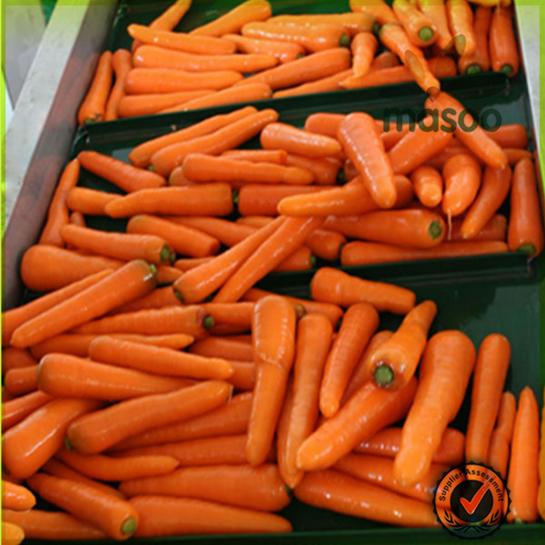2014 Crop Chinese High Quality Fresh Carrot with Low Price / black carrot / plush rabbit with carrot