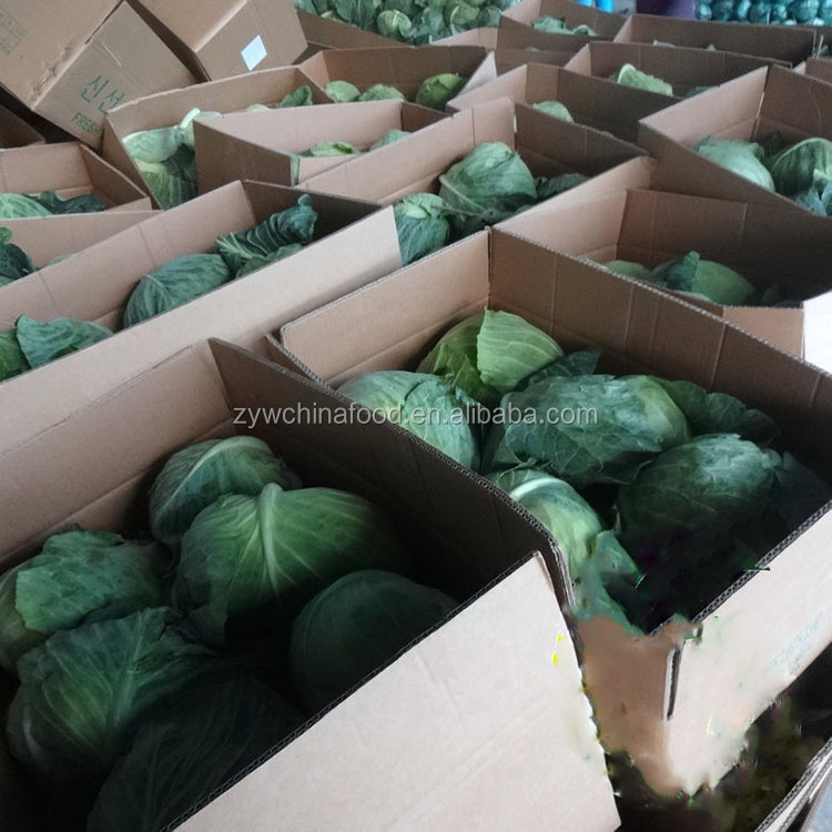 New Crop Chinese Cabbage Fresh Organic Cabbage - Good Supplier