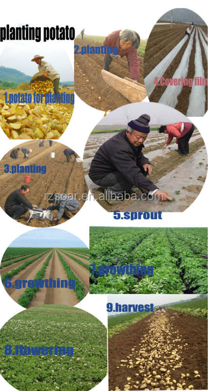 Fresh potato export to Malaysia