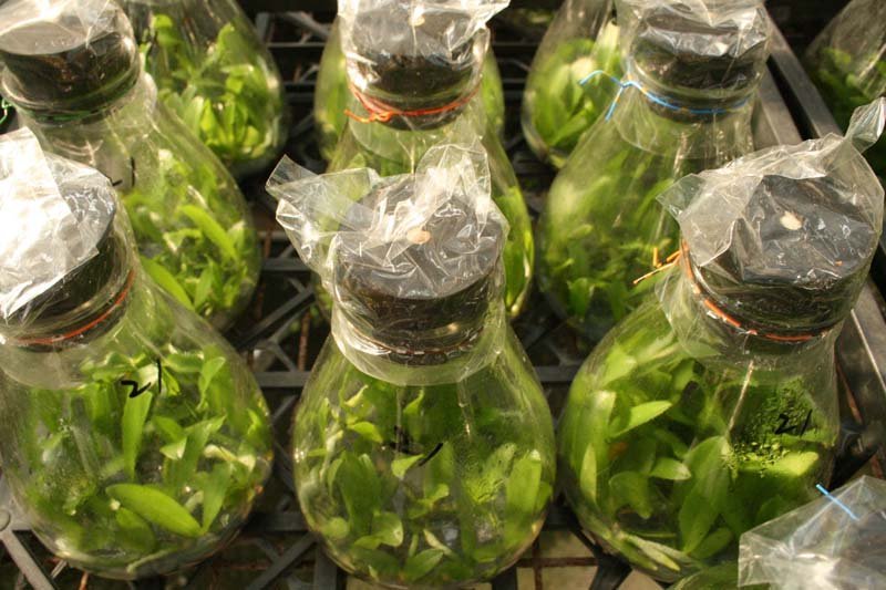 Orchid Phalaenopsis Flask Seeds Buy Orchid Seed Flask Product on