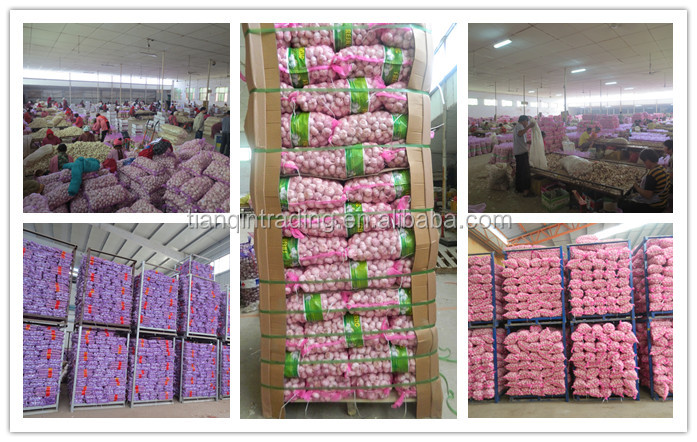 chinese normal white garlic price China Garlic/AJO/ALI/ALHO