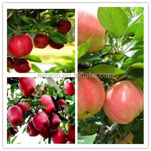 2014 new crop Fuji red apple red delicious apple