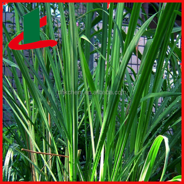 citronella oil distillation plant citronella grass oil for citronella oil distillation plant citronella grass oil for