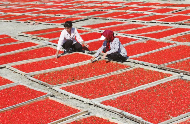 Certificated organic goji berry with NOP,ECO,OFDC,KOSHER,organic goji berries