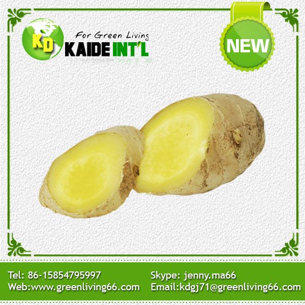 Fresh Ginger--Global Gap Certified