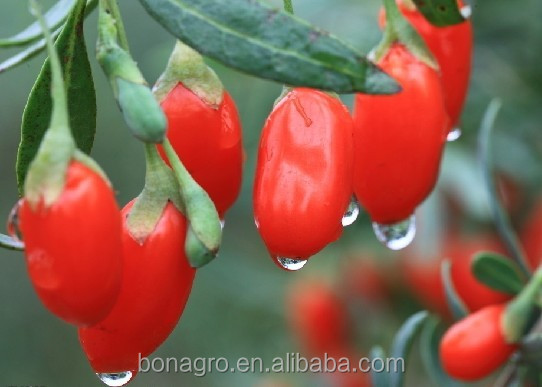 hot sale NingXia Goji Berry -free sample machine clean