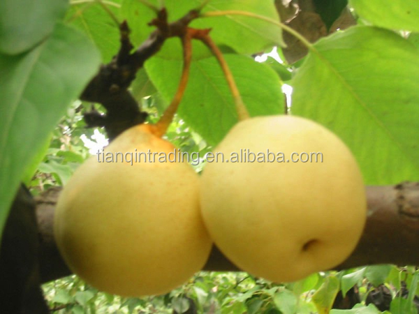fresh ya pear&new crop&the most lowest price
