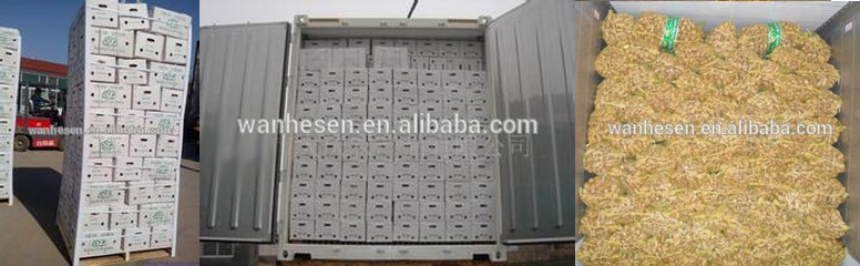 The Most Favorable Ginger Export - The Best Selling new corp fresh ginger