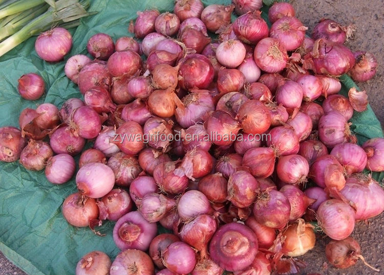 wholesale fresh red onion