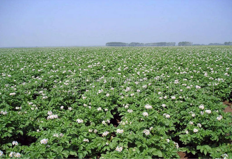 Fresh onion and potato enjoying great popularity with high quality in 2014