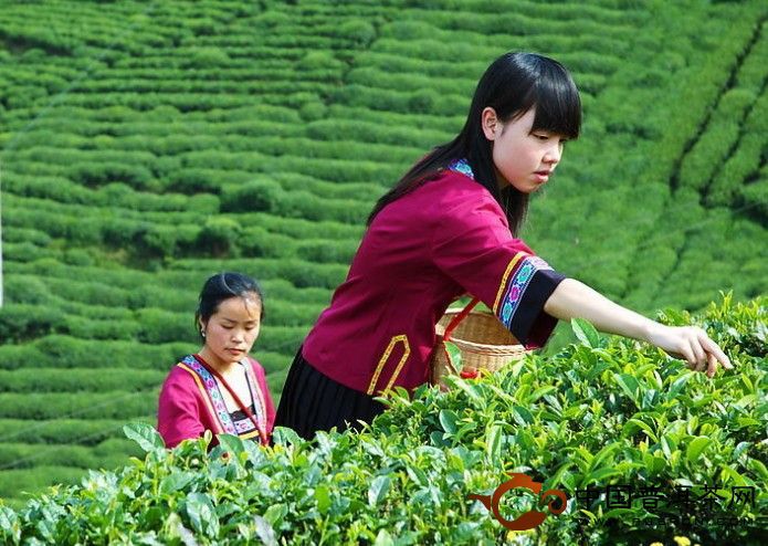 High quality time honored ripe yunnan puer tea