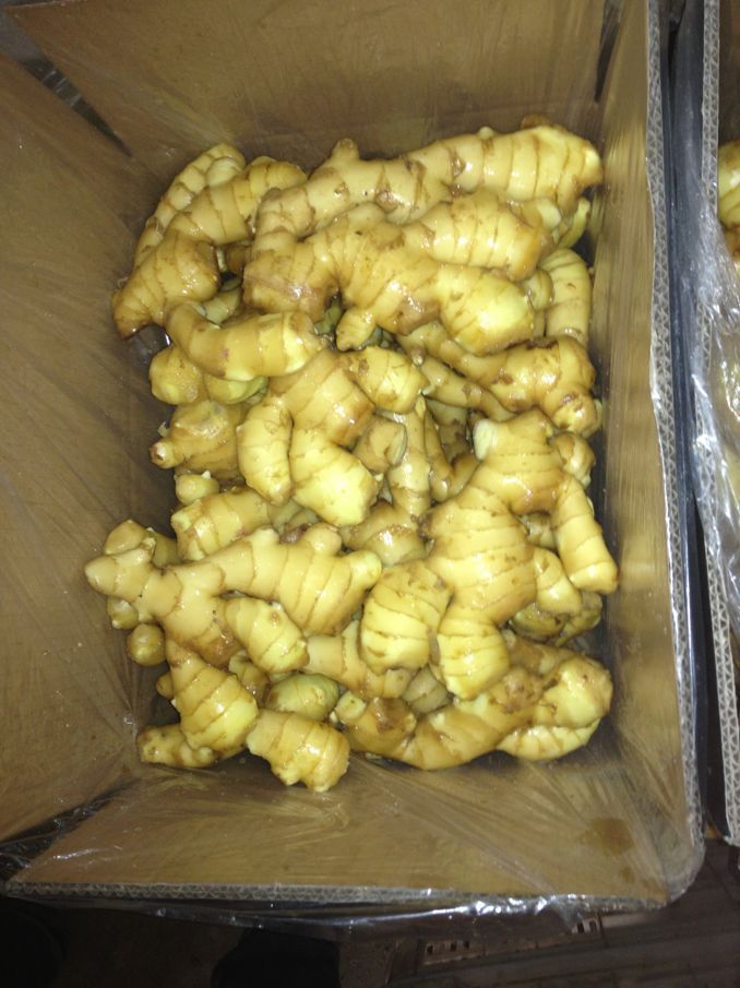 Own Factory Own Plant Ginger Farming 250g-300g