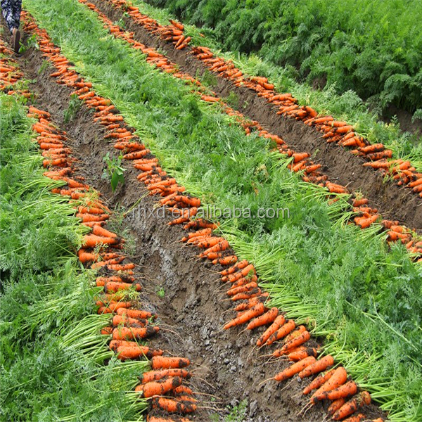 2014 New Crop freezing fresh carrots
