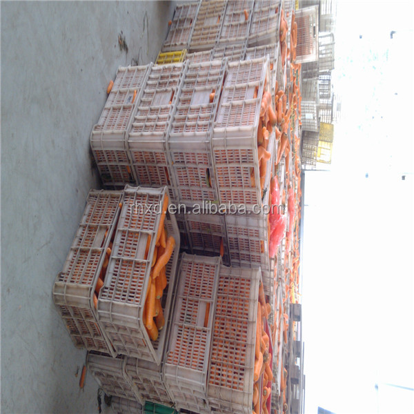 2014 new crop fresh carrot price