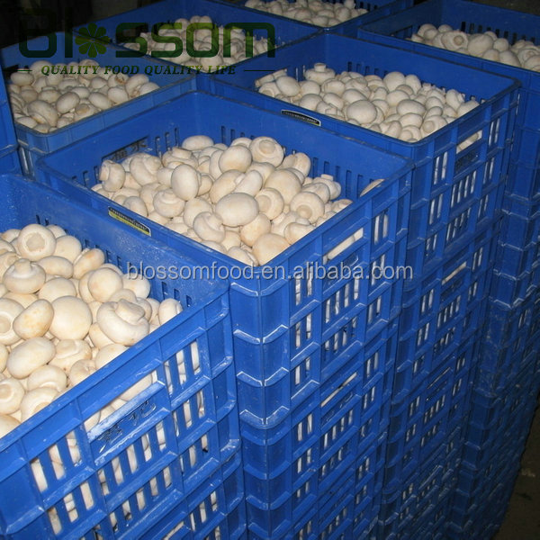 IQF double spore frozen champignons export mushroom