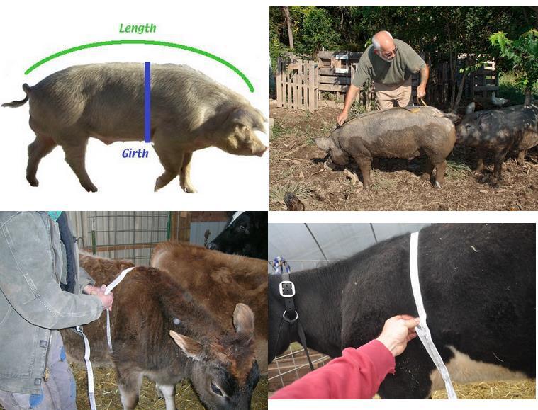 カスタマイズされた動物のブタ/牛の体重付測量テープ自社のロゴやデザイン問屋・仕入れ・卸・卸売り