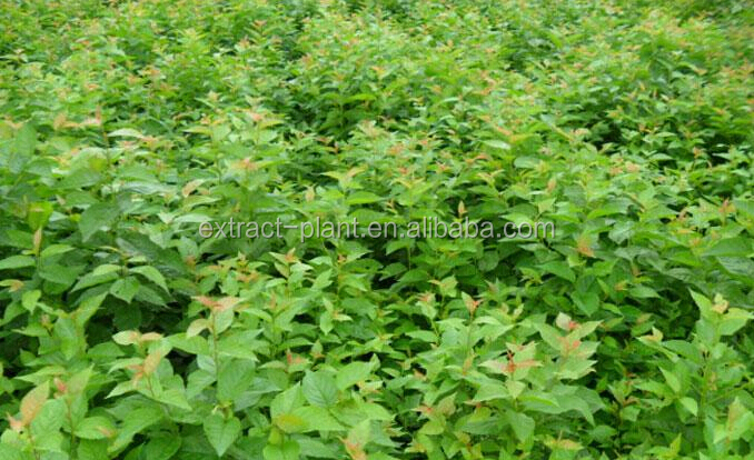 Free Samples Sweet tea extract 20%-80% Rubbusoside