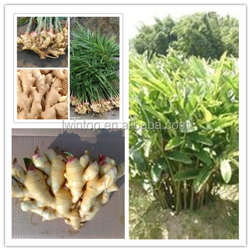 2014 High Quality New Crop Fresh Ginger For UK,CANADA,USA and EU Market