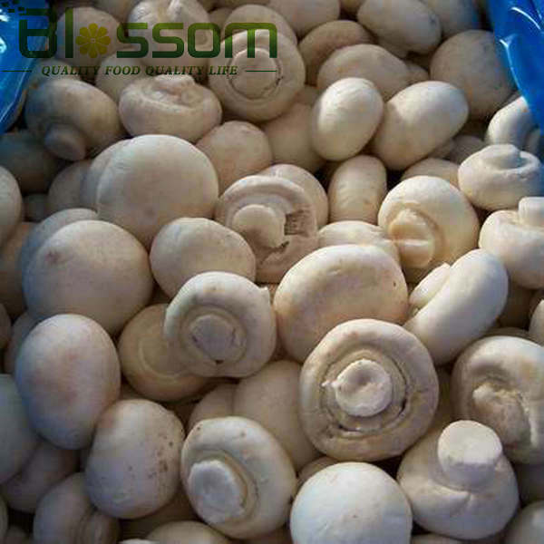 Market prices for mushrooom spawn fozen fresh champignons mushroom