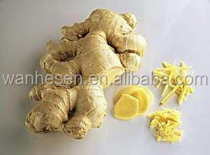 bulk new crop fresh ginger in China