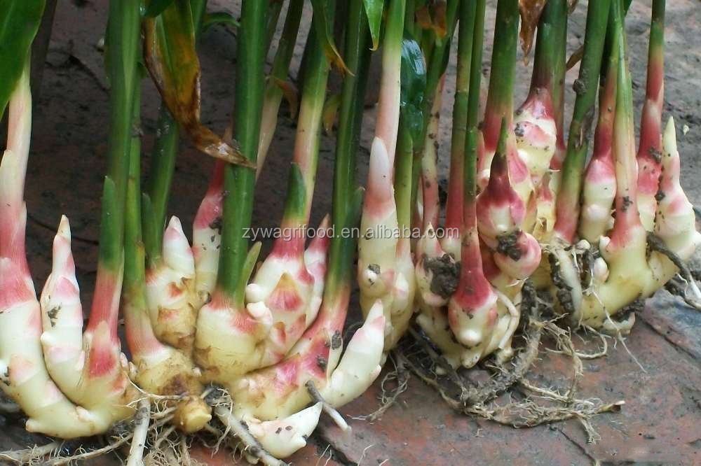 2014 bulk fresh ginger new Corp china supplier