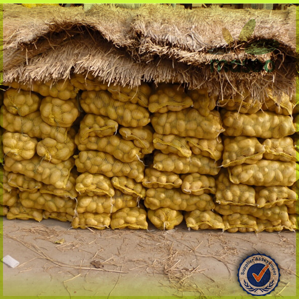 fresh holland seed potato 150-200g exporter