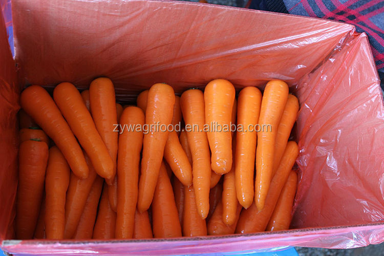 bulk carrot/carrots fresh/wholesale organic carrots