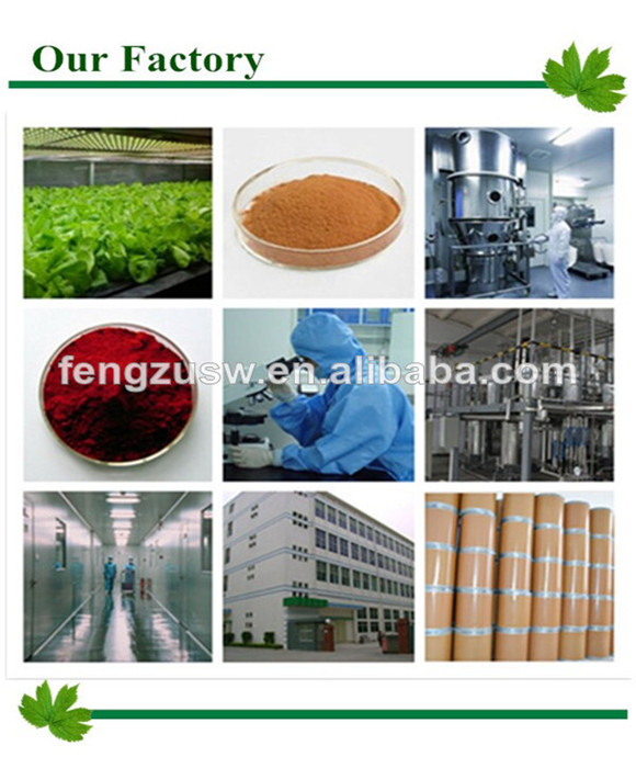Lycium Barbarum L. ,Goji berry P.E. powder supplier