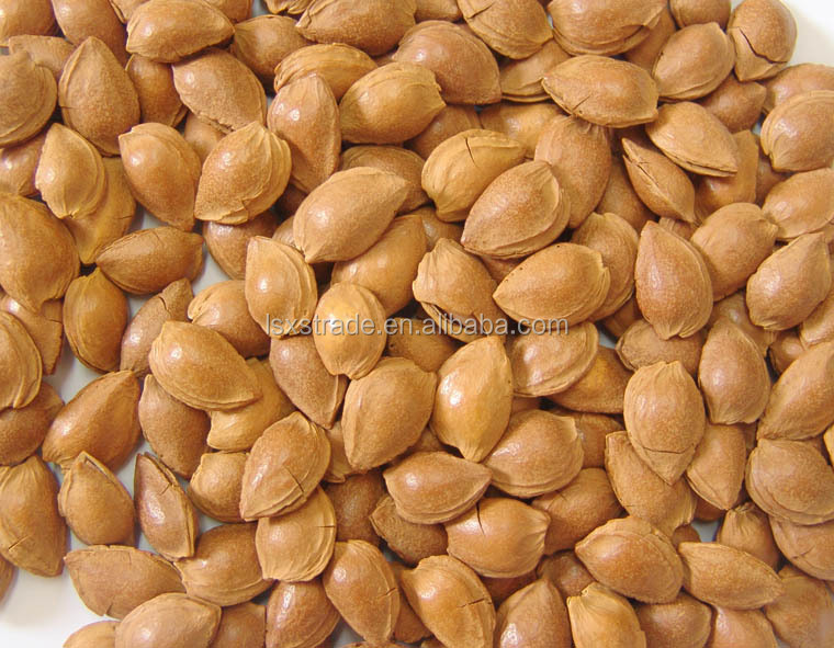 Bitter Apricot Kernel