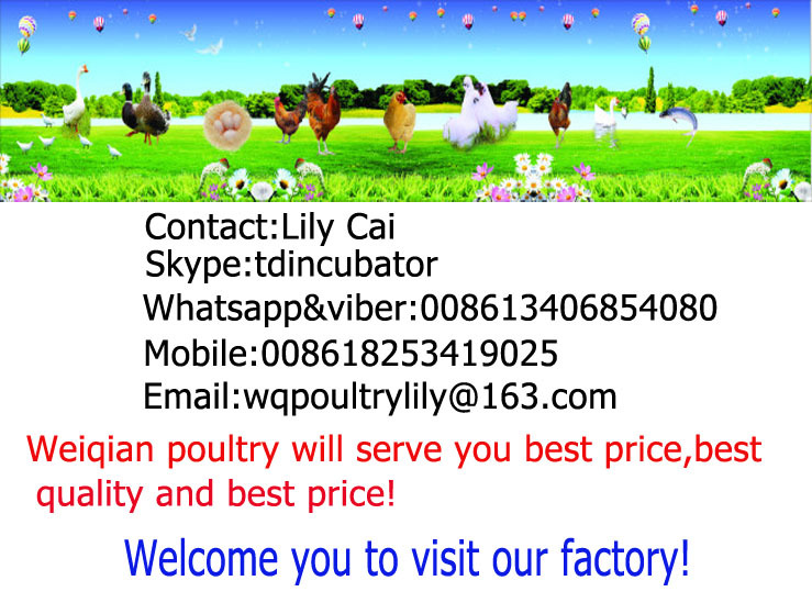 Ce承認する自動1000卵家禽インキュベーターマシン/工業卵インキュベーター販売のための仕入れ・メーカー・工場