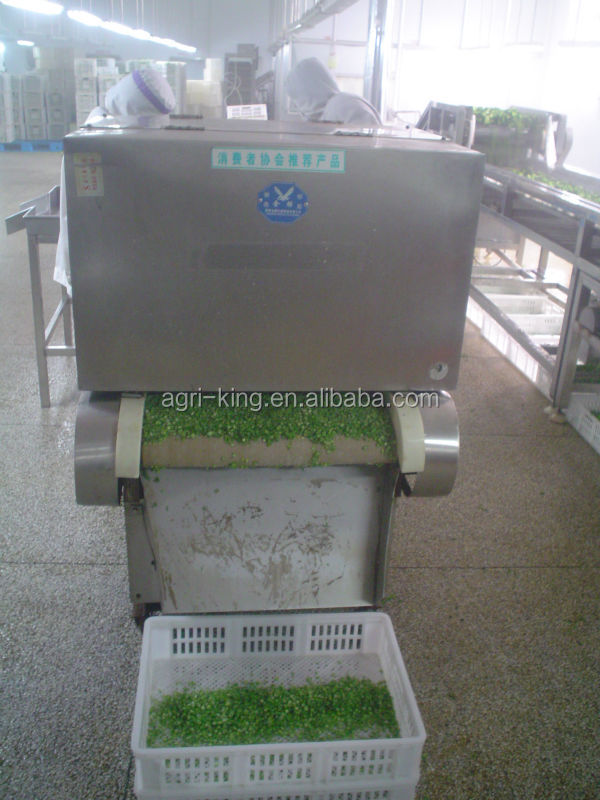 Yokid brand iqf green beans whole and cut