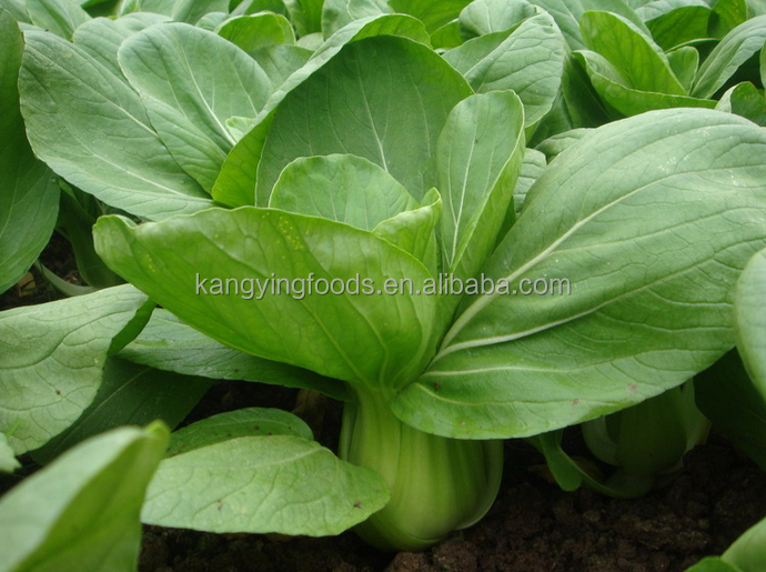 common cultivated preferential dehydrated pakchoi