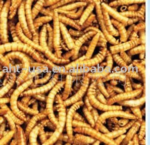 mealworm buy mealworm superworm mealworm mealworm mealworm buy mealworm superworm mealworm mealworm