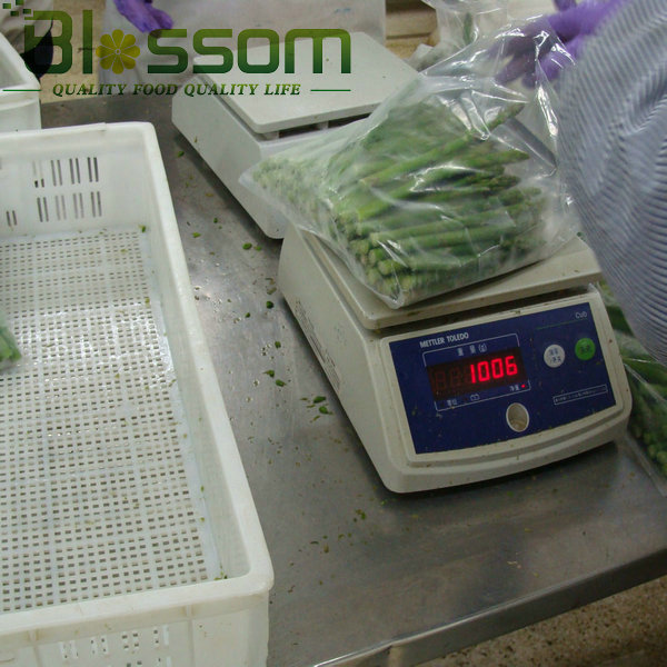 Top quality frozen green asparagus cut new crop green asparagus spear