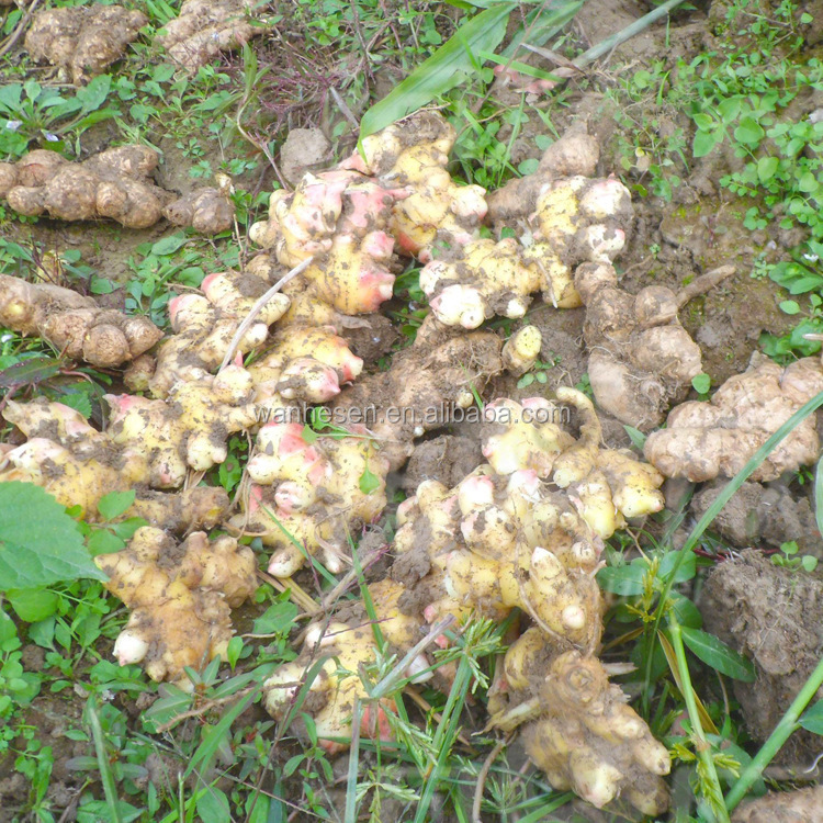 20kg Mesh Bag Package Air Dry Ginger