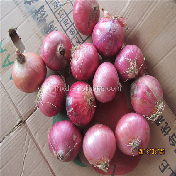 new crop onion red onion the lowest onion the cheapest onion fresh vegetable manufacturer factory farm