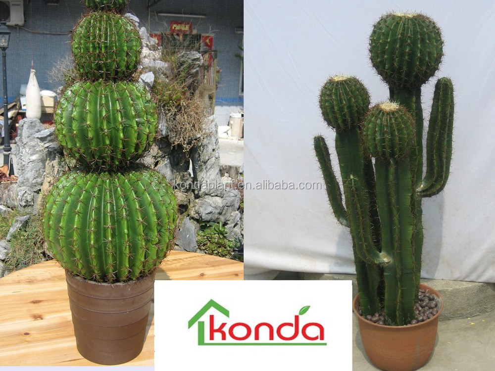 plante cactus pas cher plante cactus pas cher