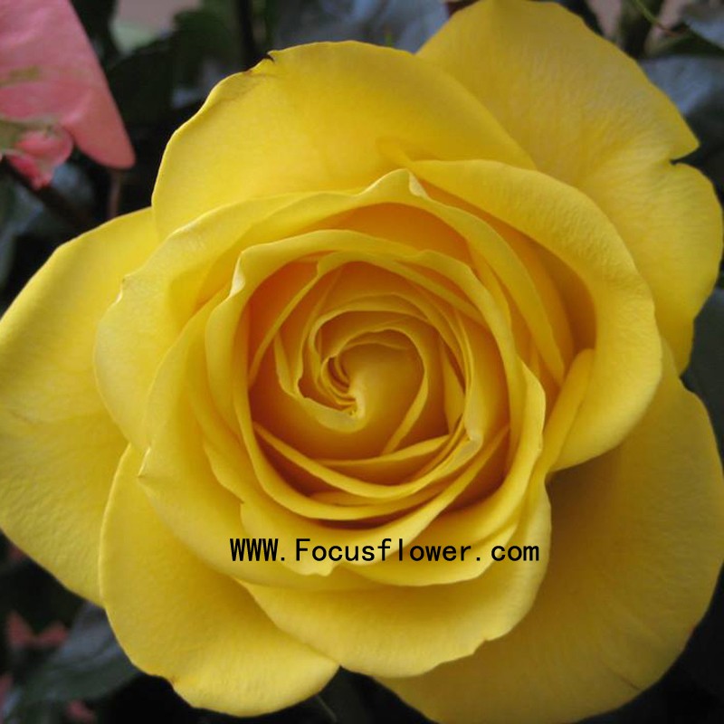 yellow rose flower 1.jpg