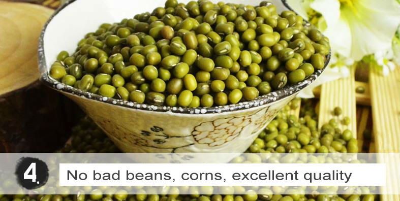 Chinese price for green mung beans with high quality