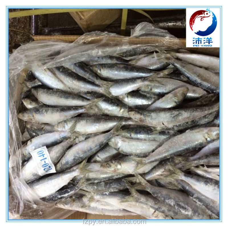frozen sardine for canning