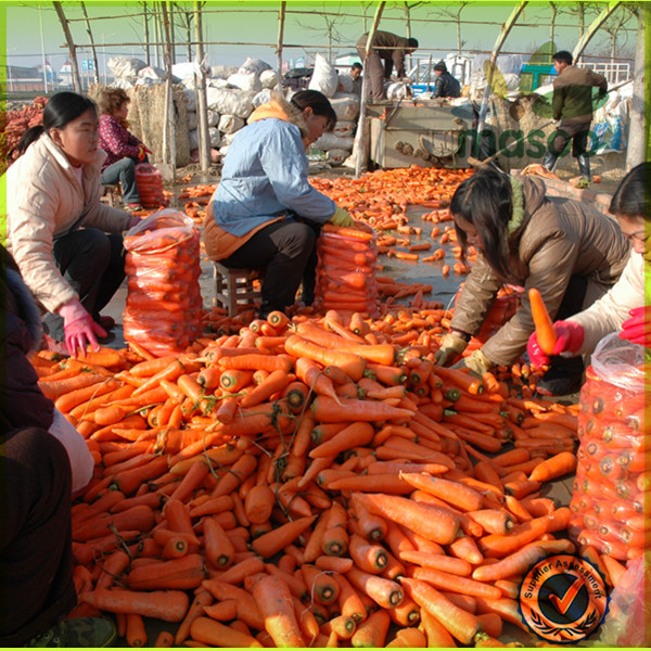 export bulk fresh white carrot price